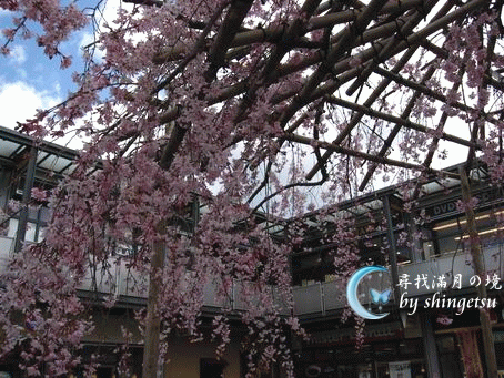 IMG_0273-山科站前的櫻花.gif