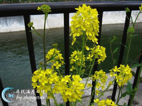 IMG_0287-疏水岸旁的油菜花.gif