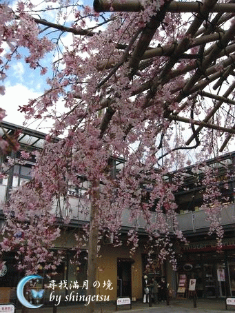 IMG_0274-山科站前的櫻.gif