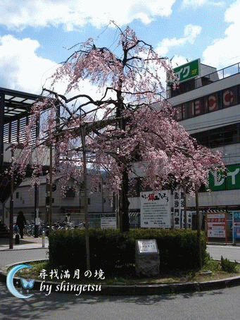 IMG_0268-山科站前的櫻花.gif