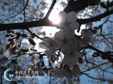 IMG_0313-本想拍陽光穿過櫻花叢的感覺，但失敗了.gif