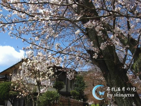 IMG_0300-櫻與民宅.gif