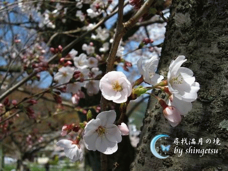 IMG_0301-山科疏水-櫻近照.gif