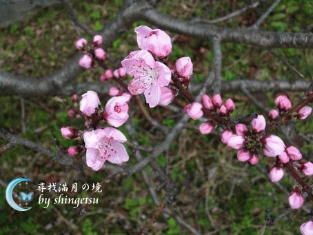 IMG_0306-不知什麼品種的粉紅櫻.gif