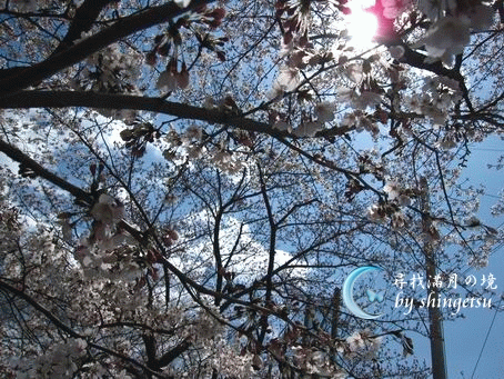 IMG_0310-山科疏水-櫻遮蔽了天.gif