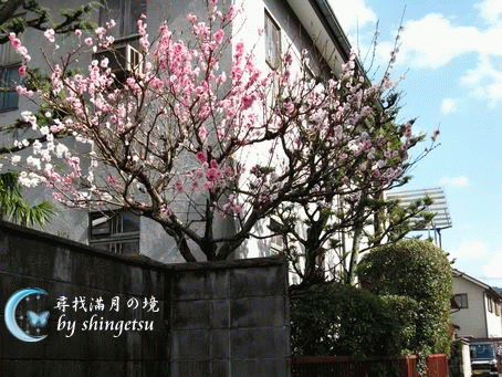 IMG_0335-宇治-民宅前的櫻花.gif