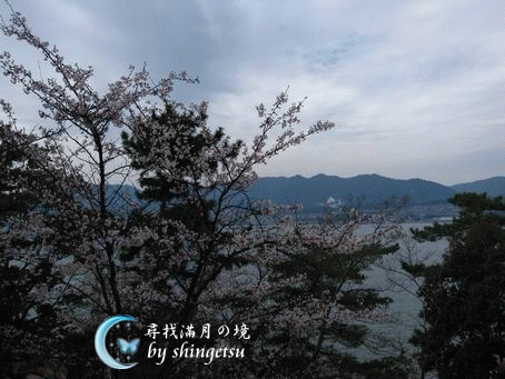 IMG_0608-宮島-櫻.gif