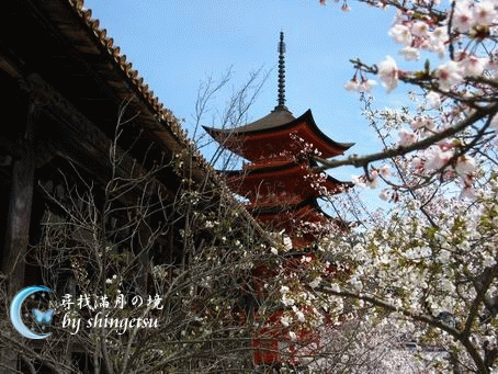 IMG_0568-被櫻簇擁的五重塔.gif
