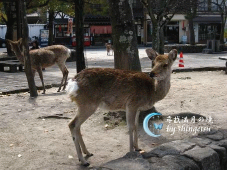 IMG_0518-宮島上的鹿.gif