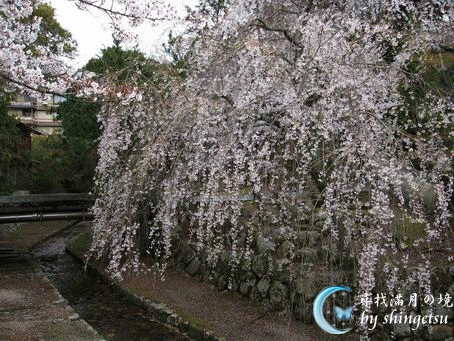 IMG_0628-好像是往大元神社路上.gif