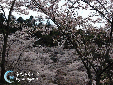 IMG_0639-宮島櫻.gif