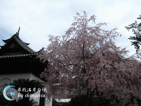 IMG_0613-宮島-櫻.gif