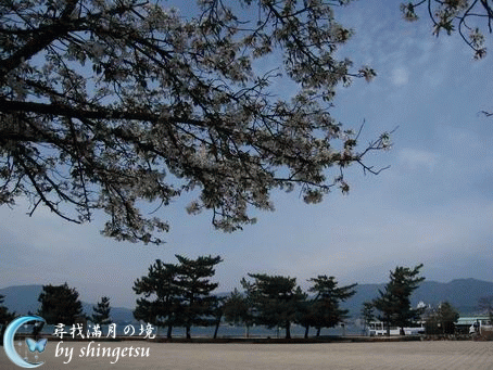 IMG_0517-宮島-櫻.gif