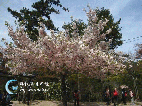 IMG_0667-往紅葉谷公園路上的滿開櫻.gif