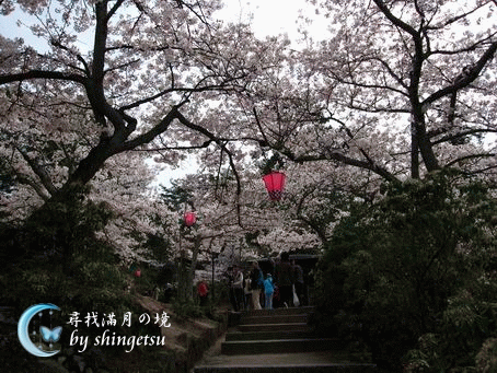IMG_0640-宮島-櫻.gif