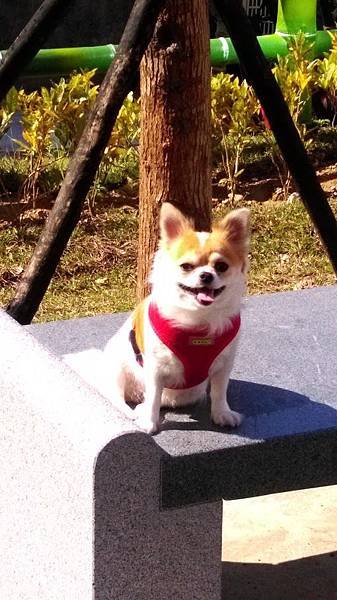 摩卡君小遊行 (60).jpg