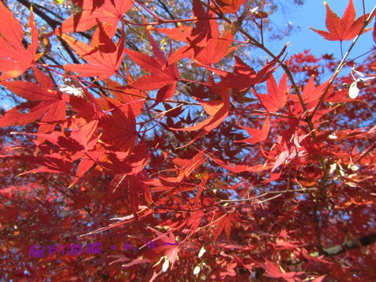 b1光之丘紅葉 (3)