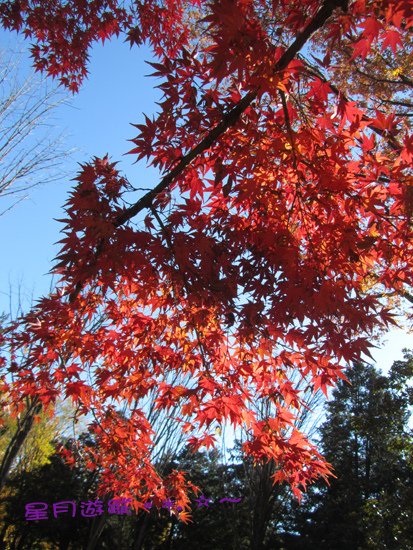 b1光之丘紅葉 (4)