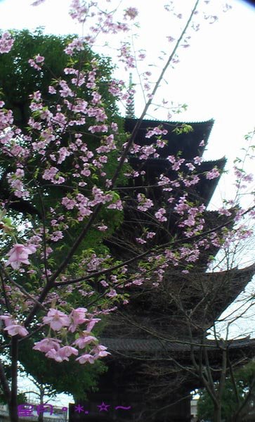 a東寺-梅桜 (3)