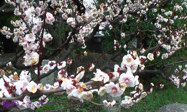 a東寺-梅桜 (10)
