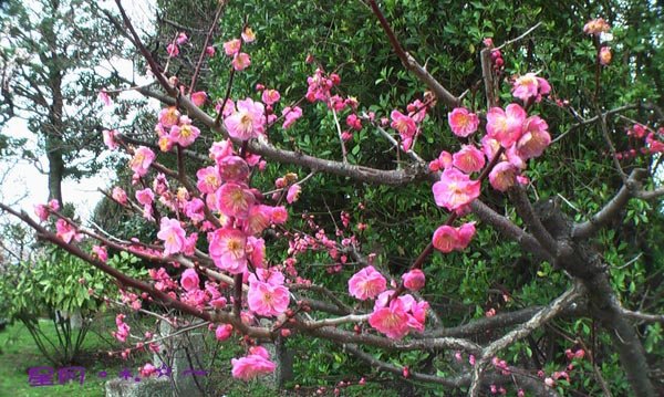 a東寺-梅桜 (11)