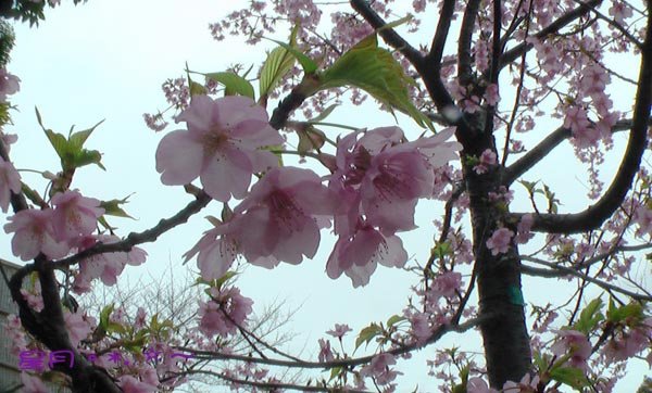 a東寺-梅桜 (7)