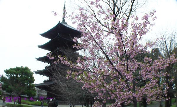 東寺-梅‧桜