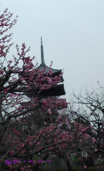 a東寺-梅桜 (13)