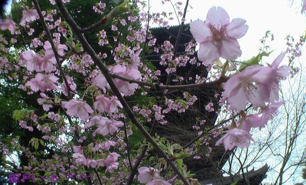 a東寺-梅桜 (4)
