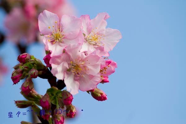 7D櫻07