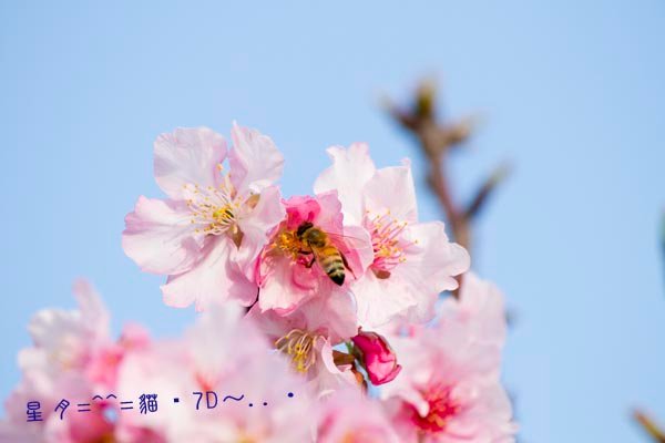 7D櫻03