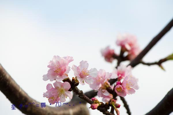 7D櫻06