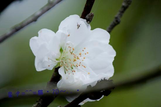 7d花 b (1)