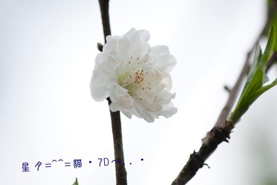 7d花 b (3)