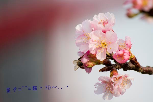 7D櫻05