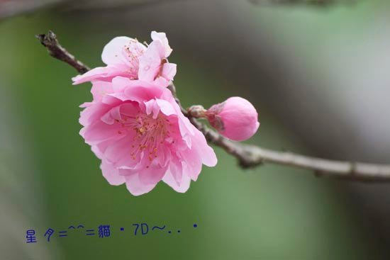 7d花 b (2)