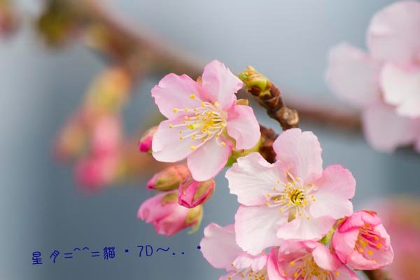 7D櫻04