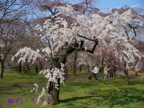 a府立植物園07