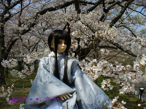 尋花的時日..京都～桜