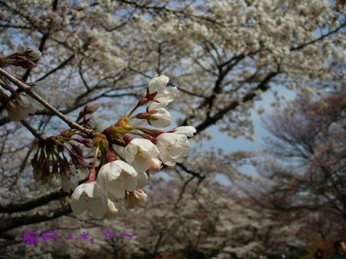 a府立植物園03