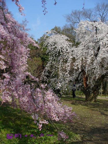 a府立植物園10