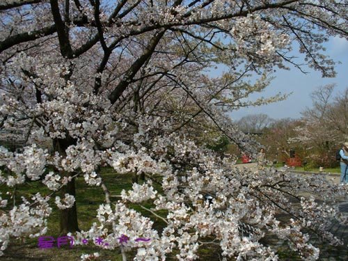 a府立植物園09
