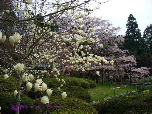 a府立植物園06