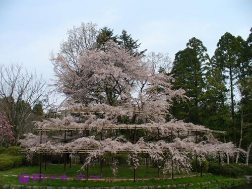 a府立植物園04