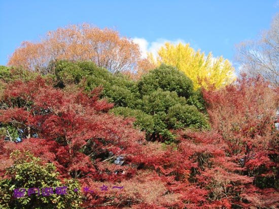 A小石川後楽園 (12)