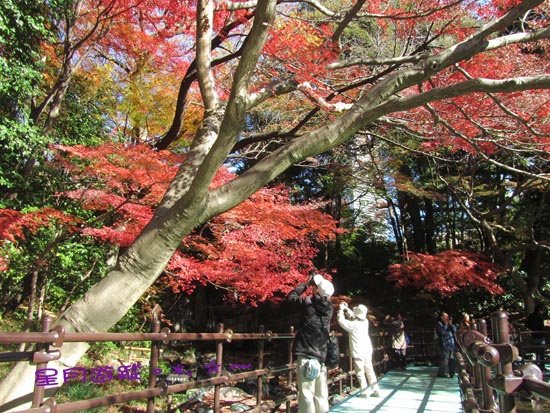 A小石川後楽園 (15)