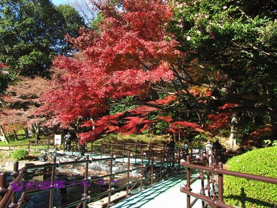A小石川後楽園 (14)