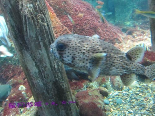 a2江之島水族館 (10)
