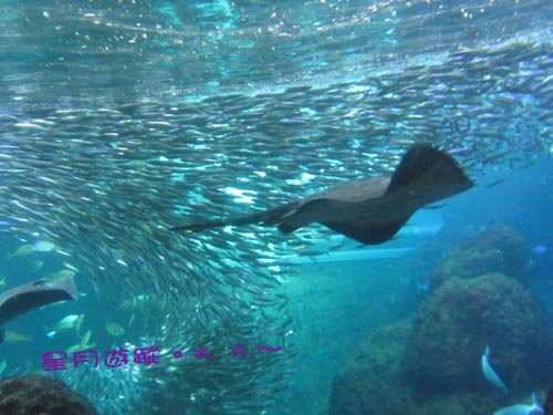 a2江之島水族館 (2)