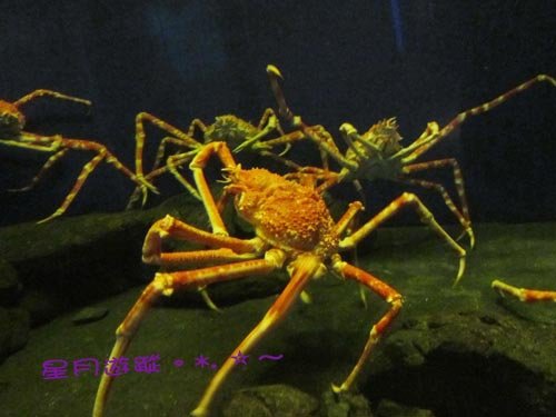 a2江之島水族館 (13)